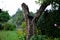 Japanese perennial in the rain with dew drops under an old broken butternut tree in the garden in the evening