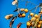 Japanese Persimmon Diospyros kaki fruit tree against clear blue sky. Copy space for text.