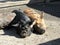 Japanese pigs resting in sun