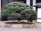 Japanese pine tree