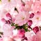 Japanese pink cherry blossom and petals