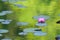 Japanese Pink Lotus flower in pond with reflection