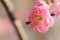 Japanese pink plum close up 2