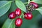 Japanese plant with red fruits. Macro photography