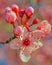 Japanese plum flowers at spring