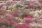 Japanese plum grove in full bloom