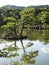 Japanese pond with pine trees