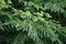 Japanese prickly ash ( Zanthoxylum ailanthoides ) tree. Rutaceae Dioecious deciduous tree.