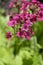 Japanese Primrose Millers Crimson