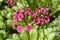 Japanese Primrose Millers Crimson