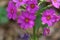 Japanese primrose, Primula japonica