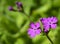 Japanese primrose Primula sieboldii. also known as Asiatic primrose and Cortusoides primula close up.