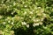 Japanese privet flowers