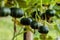 Japanese pumpkins growing in organic vegetable farm