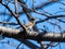 Japanese pygmy woodpecker in a bare tree 13