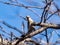 Japanese pygmy woodpecker in a bare tree 17