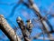 Japanese pygmy woodpecker in a bare tree 8