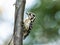 Japanese pygmy woodpecker perched in a forest 3