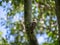 Japanese pygmy woodpecker on a tree 2