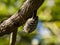 Japanese pygmy woodpecker on a tree branch 1