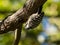 Japanese pygmy woodpecker on a tree branch 2