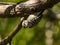 Japanese pygmy woodpecker on a tree branch 3