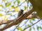 Japanese pygmy woodpecker on a tree branch 4