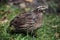 Japanese quail (Coturnix japonica).