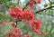 Japanese quince branch - blossoming