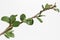 Japanese quince branch with buds