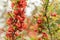 Japanese quince Bush with red flowers on a cloudy day. Natural background. Botanical postcard. Soft focus