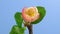Japanese Quince Chaenomeles blossom macro timelapse