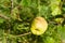 Japanese quince (Chaenomeles) fruits