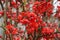 Japanese quince, chaenomeles japonica, in blossom in early spring