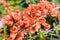 Japanese quince flowers. Shallow depth