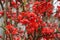 Japanese quince on in Latin Chaenomeles japonica a thorny decorative in red flowering deciduous shrub in blossom in the spring