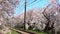 Japanese railroad track landscape with flourishing cherry along railway. Japan