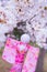 Japanese Rain Doll hanging on Sakura tree to pray for good weather