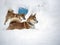 Japanese red coat dog is in winter forest. Portrait of beautiful Shiba inu playing on the snow