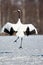 Japanese Red-Crowned Crane