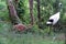 Japanese red crowned crane bird with young chick walking in forest