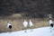 Japanese red crowned cranes, mating display