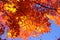 Japanese red maple leaf Momiji branch with blue sky background