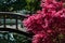 Japanese red maple next to a bridge in the Japanese garden