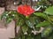 Japanese red Rose blossom in the courtyard of Monastery of Sao Vicente de Fora from Alfama district in Lisbon