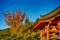 Japanese Religiuos Heritage. Wings of Kiyomizu-dera Temple At Daytime. Traditional Red Maples in Foregound