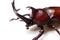 Japanese rhinoceros beetle