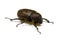 Japanese rhinoceros beetle