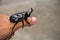 Japanese rhinoceros beetle