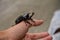 Japanese rhinoceros beetle